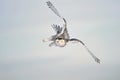 Winter White Sky with Snowy Owl Flight Royalty Free Stock Photo