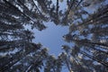 Winter white snowbound forest and blue sky. Background.