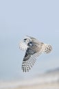 Winter white Snowy Owl In-Flight Royalty Free Stock Photo