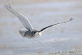 Winter White Snowy Owl in flight Royalty Free Stock Photo