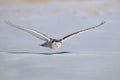 Winter White Snowy Owl in flight Royalty Free Stock Photo