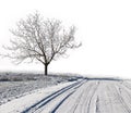 Winter white snowy scenery