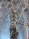 Winter, the white trunk of a birch. Birch branches covered with frost against the blue sky. Royalty Free Stock Photo