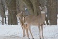 Winter Whitetail Bucks Standing Back To Back