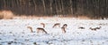 In winter, wild fallow deerDama dama graze in a meadow near the forest. Animals are looking for food under the white snow