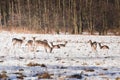 In winter, wild fallow deerDama dama graze in a meadow near the forest. Animals are looking for food under the white snow