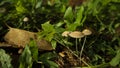 Winter wild mushroom Mycena inclinata - known as the clustered bonnet or the oak-stump bonnet cap