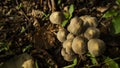 Winter wild mushroom Mycena inclinata - known as the clustered bonnet or the oak-stump bonnet cap