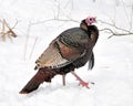 Winter Wild Turkey Royalty Free Stock Photo