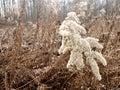 Winter Wilderness in Waterloo Region Royalty Free Stock Photo