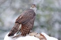 Winter wildlife, bird of prey with catch in snow. Animal behaviour in the forest. Bird of prey Goshawk with killed pheasant in the