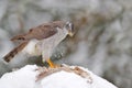 Winter wildlife, bird of prey with catch in snow. Animal behaviour in the forest. Bird of prey Goshawk with killed pheasant in the