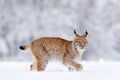 Winter wildlife in Europe. Lynx in the snow, snowy forest in February. Wildlife scene from nature, Germany. Winter wildlife in