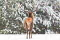 Winter wildlife landscape. Noble deer Cervus Elaphus. Back of deer in winter forest. Deer with large horns with snow