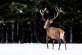 Winter wildlife landscape. Noble deer Cervus Elaphus. Back of deer in winter forest. Deer with large horns with snow