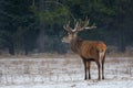 Winter Wildlife Landscape With Noble Deer Cervus elaphus,Belarus. Deer With Large Branched Horns On The Background Of Snow-Cove