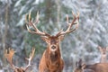 Winter Wildlife Landscape With Noble Deers Cervus Elaphus. Deer With Large Horns With Snow On The Foreground And Looking At Camera