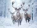 Winter wildlife landscape with noble deers Cervus Elaphus. Deer with large Horns with snow on the foreground