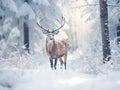 Winter wildlife landscape with noble deers Cervus Elaphus. Deer with large Horns with snow on the foreground