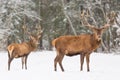 Winter wildlife landscape with noble deers Cervus Elaphus. Deer with large Horns with snow on the foreground and looking at camera Royalty Free Stock Photo