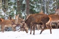 Winter wildlife landscape with noble deers Cervus Elaphus. Many deers in winter. Deer with large Horns with snow on the foreground Royalty Free Stock Photo