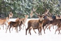 Winter wildlife landscape with noble deers Cervus Elaphus. Many deers in winter. Deer with large Horns with snow on the foreground