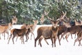 Winter wildlife landscape with noble deers Cervus Elaphus. Many deers in winter. Deer with large Horns with snow on the foreground Royalty Free Stock Photo