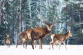 Winter wildlife landscape with noble deers Cervus Elaphus. Many deers in winter. Deer with large Horns with snow on the foreground Royalty Free Stock Photo