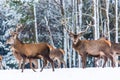 Winter wildlife landscape with noble deers Cervus Elaphus. Many deers in winter. Deer with large Horns with snow on the foreground Royalty Free Stock Photo