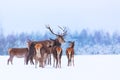 Winter wildlife landscape with noble deers Cervus Elaphus. Many deers in winter. Deer with large Horns with snow on the foreground Royalty Free Stock Photo