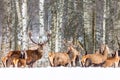 Winter wildlife landscape with noble deers Cervus Elaphus. Many deers in winter. Natural habitat. Winter Christmas image Royalty Free Stock Photo