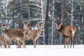 Winter wildlife landscape. Noble deers Cervus Elaphus. Two deers in winter forest. Deer with large Horns with snow looking at came Royalty Free Stock Photo