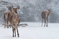 Winter Wildlife Landscape With Small Herd Of Noble Deer Cervus elaphus. Doe Deer During Snowfall. Winter Wildlife Landscape With