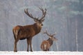 Winter Wildlife Landscape With Two Noble Deer Cervus elaphus. Deer With Careful Look And Large Branched Horns On The Background