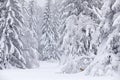 Winter wildlife, lynx. Cute big cat in habitat, cold condition. Snowy forest with beautiful animal wild lynx, Czech Republic.