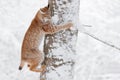 Winter wildlife, lynx. Cute big cat in habitat, cold condition. Snowy forest with beautiful animal wild lynx, Czech Republic. Royalty Free Stock Photo