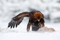 Winter wildlife scene from nature. Golden Eagle with catch hare in snowy winter, snow in the forest habitat. Storm with bird and f Royalty Free Stock Photo