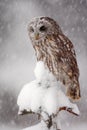 Winter wildlife scene with owl. Tawny Owl snow covered in snowfall during winter. Action snowfall scene with beautiful forest bird