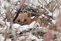 Winter wildlife scene,. Stone marten Martes foina