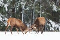 Winter wildlife. Two young noble deers Cervus elaphus playing and fighting with their horns in snow near winter forest.