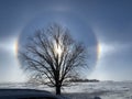 Winter Willow Sundogs Royalty Free Stock Photo