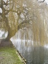 Winter willow tree and foggy lake Royalty Free Stock Photo