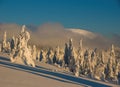 Winter windy in Slovakia. Velka Fatra mountains under snow. Frozen snowy trees and dark sky panorama. Royalty Free Stock Photo