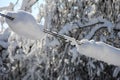 Winter wires. Snow-covered power grids