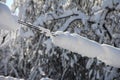 Winter wires. Snow-covered power grids