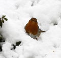 Snow White Robin Red Breast Royalty Free Stock Photo