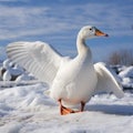 Winter wonder White goose on snow covered ground in daylight Royalty Free Stock Photo