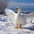 Winter wonder White goose on snow covered ground in daylight Royalty Free Stock Photo