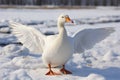 Winter wonder White goose on snow covered ground in daylight Royalty Free Stock Photo