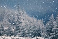 winter wonderland - Christmas background with snowy fir trees in Royalty Free Stock Photo